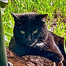 Prancer joined the competition — help win amazing prizes! black_cat, cat, feline, pet, animal, whiskers, green_eyes, pointed_ears, fur, short_hair, lounging, lying_down, tree_trunk, bark, grass, garden, outdoors, sunlight, portrait, alert