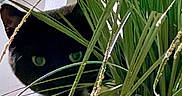 Prancer is registered to the contest to win money with this photo: cat, black_cat, green_eyes, animal, pet, feline, whiskers, portrait, indoor, houseplant, leaves, foliage, potted_plant, hidden, peeking, curious, close_up, greenery, home, funny