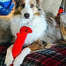 Leia is registered to the contest to win money with this photo: dog, border_collie, pet, fluffy, long_hair, white_fur, brown_fur, blue_eyes, face, portrait, sitting, couch, blanket, plush_toy, red_toy, indoors, home, canine, companion_animal, cute