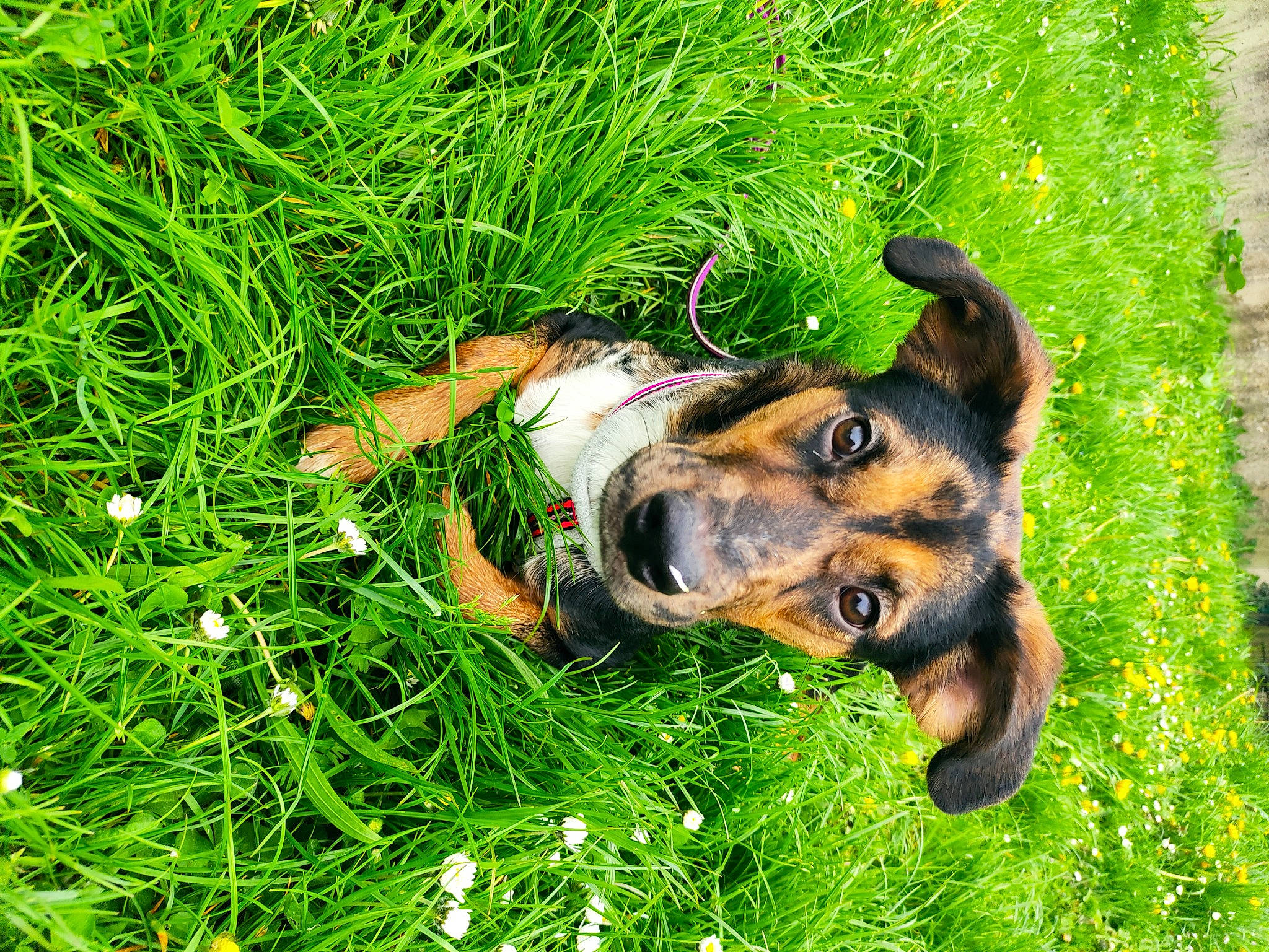 Tania a rejoint le concours — aidez-le/la à gagner de superbes lots ! canidae, carnivore, companion_dog, dog, dog_breed, fawn, grass, grass_family, grassland, groundcover, guard_dog, happy, hunting_dog, lawn, people_in_nature, plant, snout, sporting_group, working_animal, working_dog