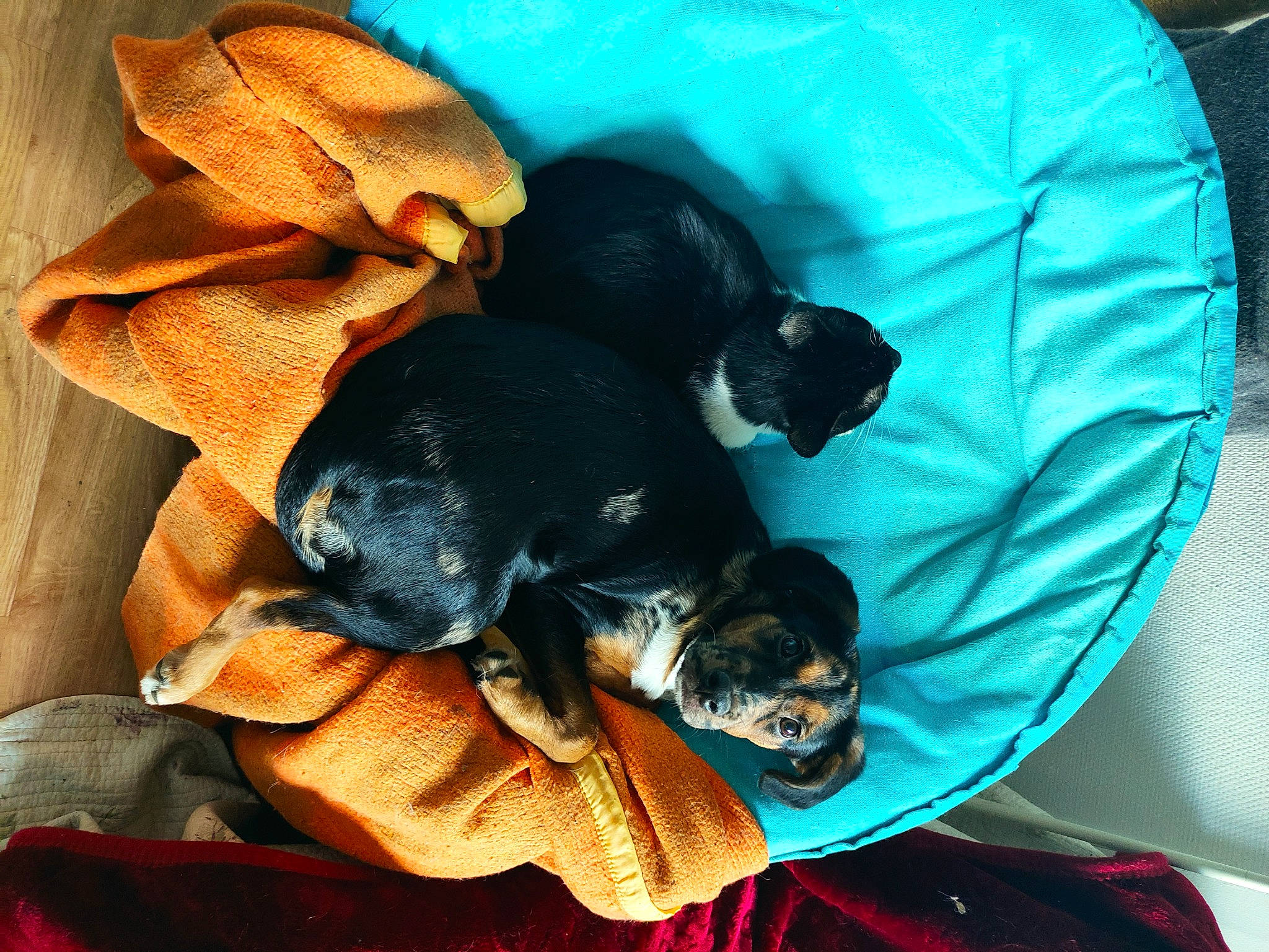 Tania participe au concours pour gagner de l'argent avec cette photo : canidae, carnivore, comfort, companion_dog, dog, dog_breed, dog_supply, fawn, fur, guard_dog, linens, nap, puppy, sleep, snout, sporting_group, tail, toy_dog, whiskers, working_animal