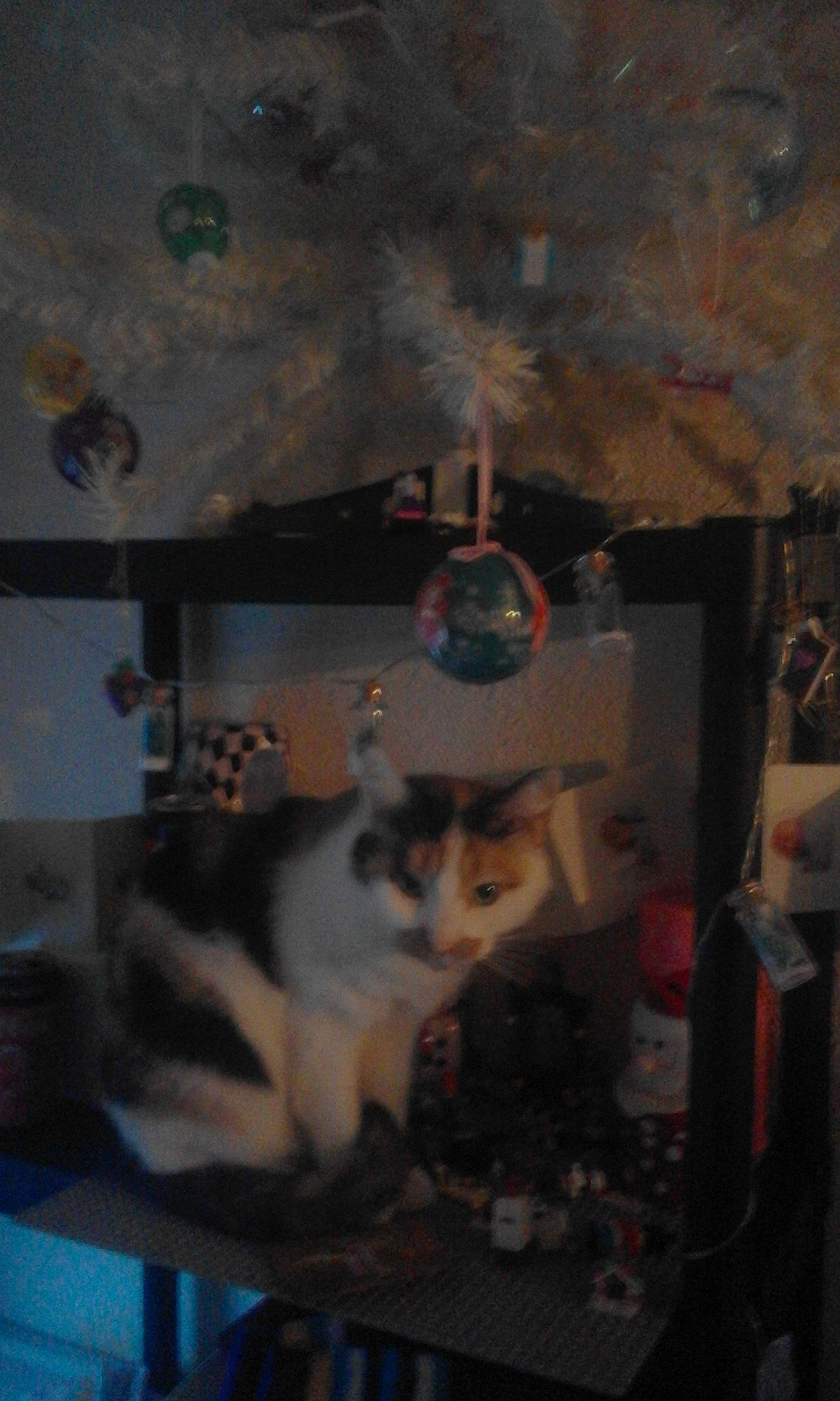 Neko participe au concours pour gagner de l'argent avec cette photo : alaskan_malamute, carnivore, cat, felidae, room, small_to_medium_sized_cats