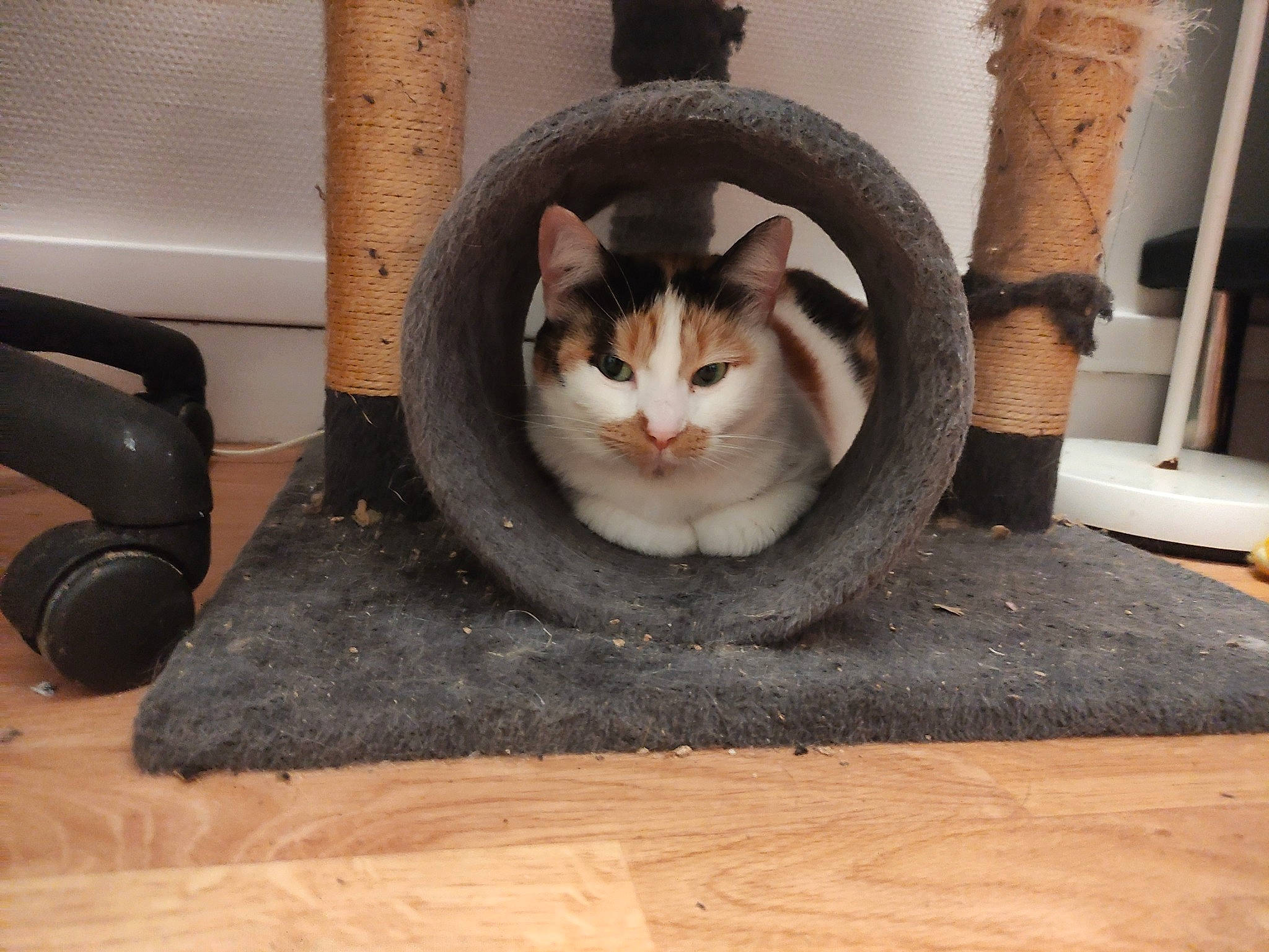 Neko a rejoint le concours — aidez-le/la à gagner de superbes lots ! box, carnivore, cat, cat_furniture, cat_supply, domestic_short_haired_cat, felidae, flooring, fur, grey, hardwood, mammal, pedestal, pet_supply, rectangle, small_to_medium_sized_cats, snout, tail, whiskers, wood