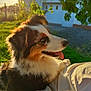dog, animal, pet, outdoor, sunlight, grass, happy, tongue_out, fur, closeup, nature, greenery, home, tree, daylight, relaxed, canine, companion, portrait, sunset