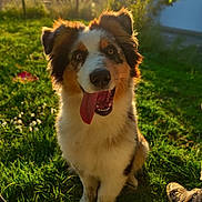 Nala participe au concours pour gagner de l'argent avec cette photo : dog, tongue_out, grass, sunlight, outdoor, happy, pet, canine, sitting, nature, fur, ears, nose, eyes, smile, daylight, shoes, person, shadow, background