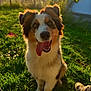 dog, tongue_out, grass, sunlight, outdoor, happy, pet, canine, sitting, nature, fur, ears, nose, eyes, smile, daylight, shoes, person, shadow, background