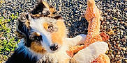 Nala participe au concours pour gagner de l'argent avec cette photo : puppy, dog, toy, plush, giraffe, gravel, outdoor, sunlight, fur, animal, pet, cute, playful, lying_down, paw, tricolor, nature, grass, small_plant, looking