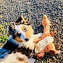 puppy, dog, toy, plush, giraffe, gravel, outdoor, sunlight, fur, animal, pet, cute, playful, lying_down, paw, tricolor, nature, grass, small_plant, looking