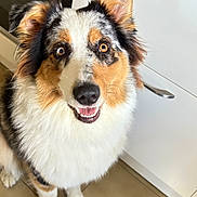 Nala participe au concours pour gagner de l'argent avec cette photo : dog, pet, canine, happy, smiling, fur, ears, eyes, nose, mouth, kitchen, tile_floor, cabinet, indoor, domestic_animal, animal, friendly, looking_up, close_up, cute