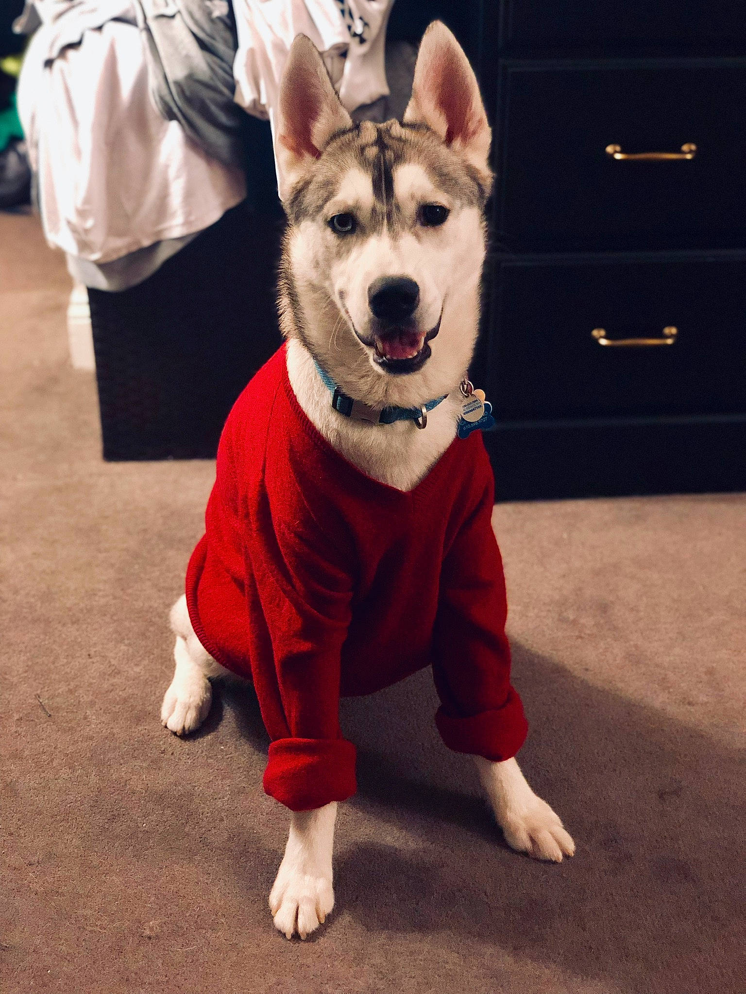 Marshall joined the competition — help win amazing prizes! alaskan_malamute, ancient_dog_breeds, canidae, carnivore, companion_dog, design, dog, dog_breed, dog_clothes, fur, mammal, northern_inuit_dog, outerwear, rare_breed_dog, sakhalin_husky, siberian_husky, snout, tamaskan_dog, vertebrate, wolfdog