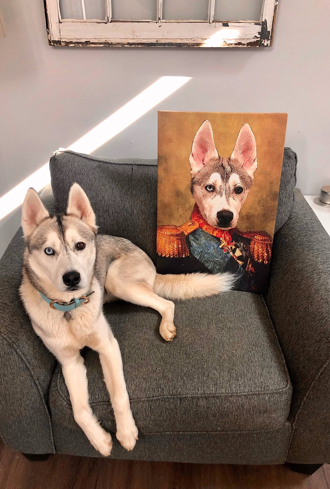 Marshall is registered to the contest to win money with this photo: canidae, carnivore, carolina_dog, couch, cushion, czechoslovakian_wolfdog, dog, dog_breed, furniture, mammal, northern_inuit_dog, norwegian_buhund, norwegian_lundehund, siberian_husky, sled_dog, table, vertebrate, wolfdog, working_dog