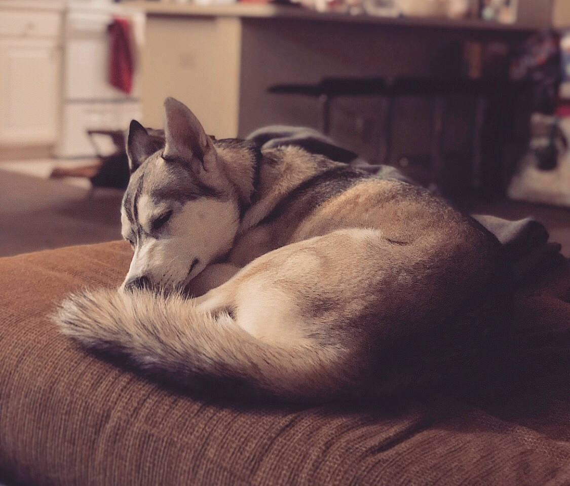 Marshall is registered to the contest to win money with this photo: alaskan_malamute, bed, canidae, carnivore, cloud, czechoslovakian_wolfdog, dog, dog_breed, ear, eye, mammal, nap, northern_inuit_dog, saarloos_wolfdog, seppala_siberian_sleddog, siberian_husky, sky, sleep, snout, wolfdog