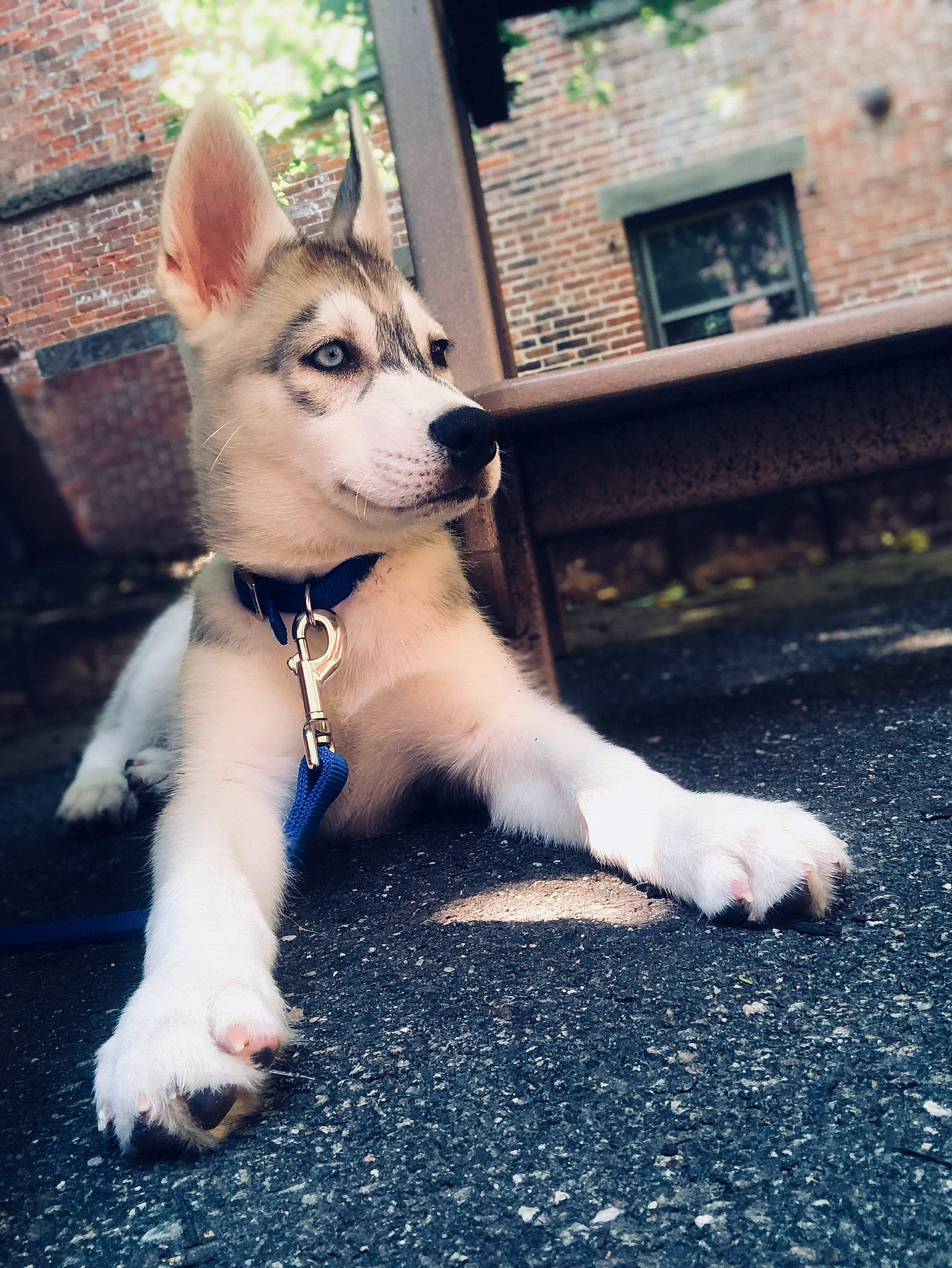 Marshall is registered to the contest to win money with this photo: alaskan_klee_kai, canidae, carnivore, dog, dog_breed, greenland_dog, labrador_husky, mammal, miniature_siberian_husky, northern_inuit_dog, puppy, rare_breed_dog, sakhalin_husky, siberian_husky, sled_dog, snout, tamaskan_dog, vertebrate, wolfdog, working_dog