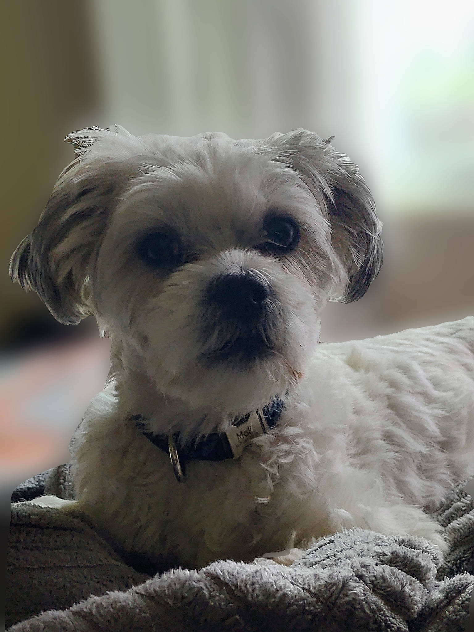 Malibu joined the competition — help win amazing prizes! canidae, carnivore, cloud, companion_dog, dog, dog_breed, fur, liver, maltepoo, poodle_crossbreed, puppy_love, shih_poo, small_terrier, snout, sporting_group, terrier, toy_dog, water_dog, whiskers, working_animal