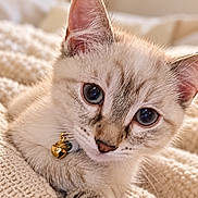 Luna is registered to the contest to win money with this photo: cat, kitten, cream_fur, blue_eyes, bell, collar, whiskers, ears, face, portrait, close_up, lying_down, blanket, knitted_texture, cozy, indoors, pet, feline, soft_lighting, adorable