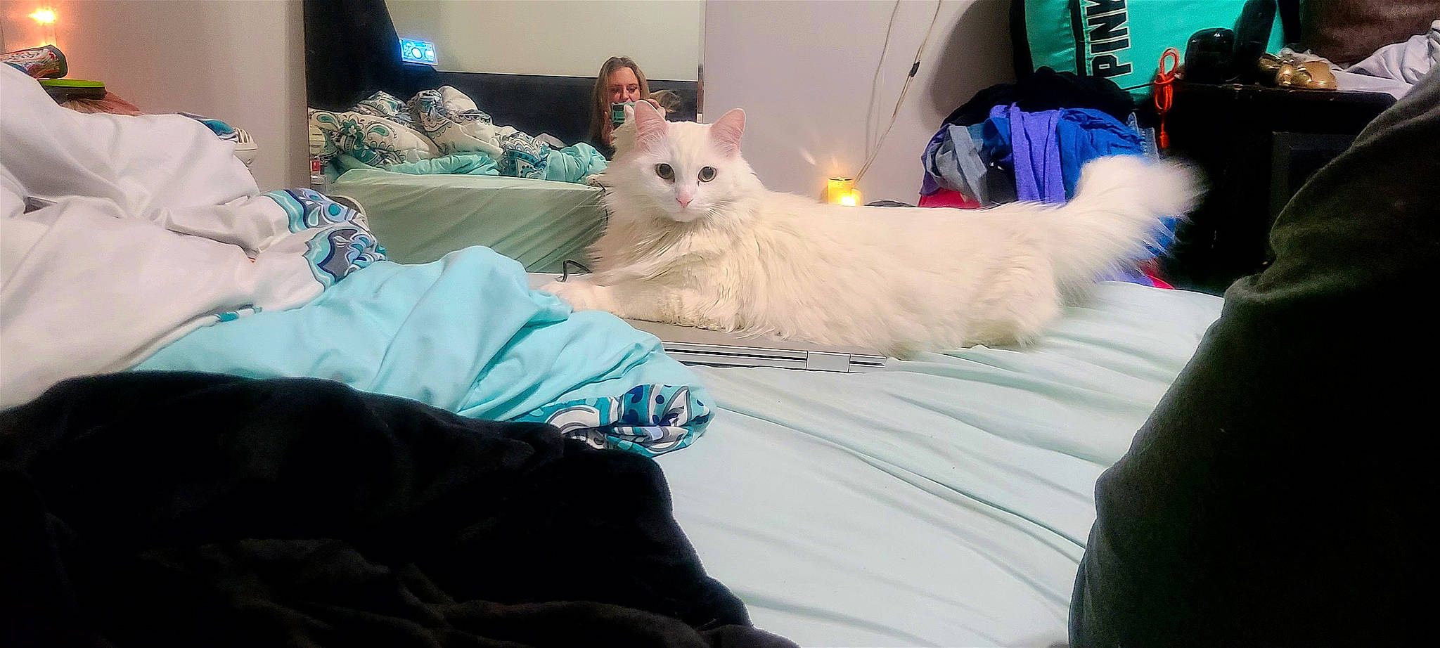 Gigi joined the competition — help win amazing prizes! bed, bed_sheet, bedding, bedroom, carnivore, cat, comfort, companion_dog, couch, duvet, event, felidae, fur, lap, linens, pillow, room, sitting, small_to_medium_sized_cats, whiskers