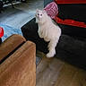 cat, white_cat, fluffy, indoor, furniture, couch, storage_bins, floor, wooden_floor, chair, blanket, home, pet, animal, curious, seated, cozy, living_room, domestic, looking