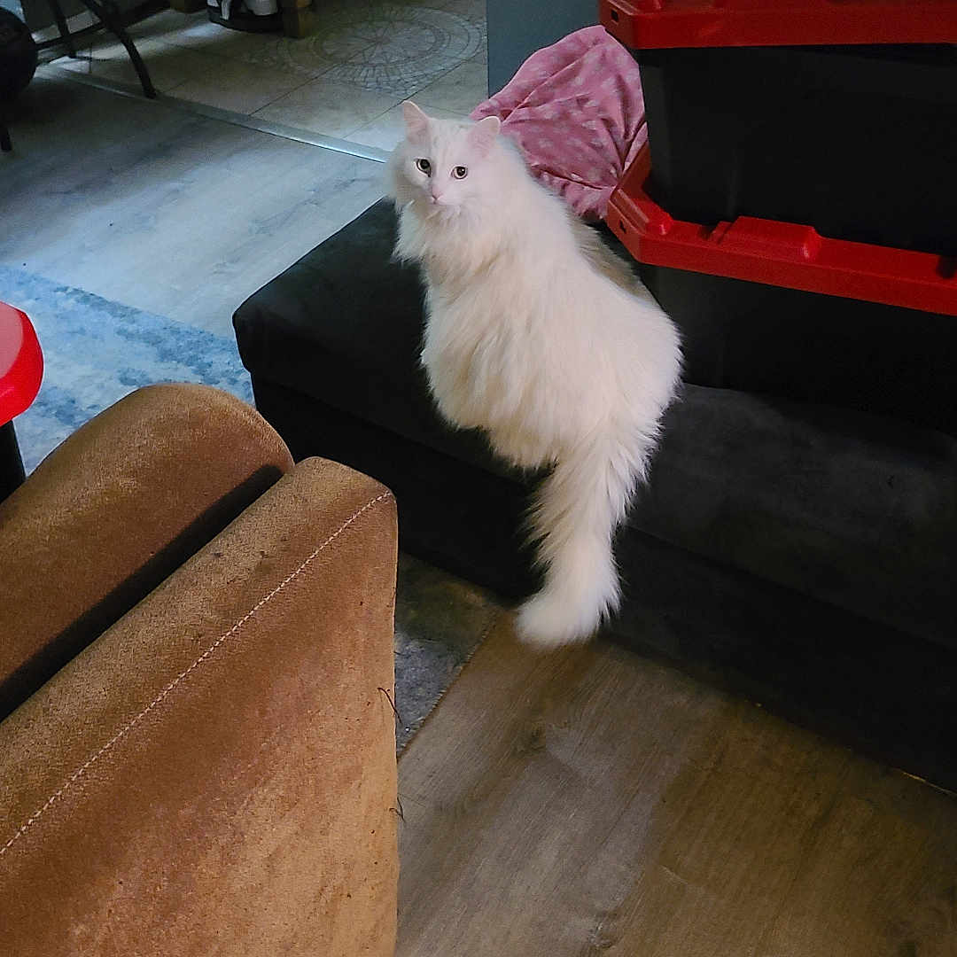 Gigi