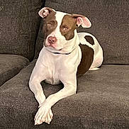 Icky joined the competition — help win amazing prizes! dog, couch, pet, animal, relaxed, brown_and_white, indoor, furniture, canine, crossed_paws, seated, domestic, companion, mammal, ears, snout, looking_away, resting, calm, household