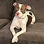 dog, couch, pet, animal, relaxed, brown_and_white, indoor, furniture, canine, crossed_paws, seated, domestic, companion, mammal, ears, snout, looking_away, resting, calm, household