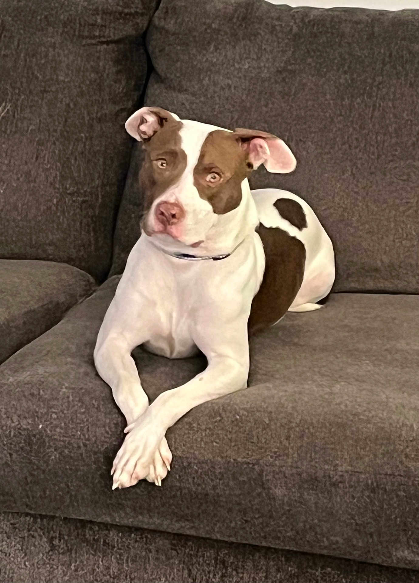 Icky joined the competition — help win amazing prizes! dog, couch, pet, animal, relaxed, brown_and_white, indoor, furniture, canine, crossed_paws, seated, domestic, companion, mammal, ears, snout, looking_away, resting, calm, household