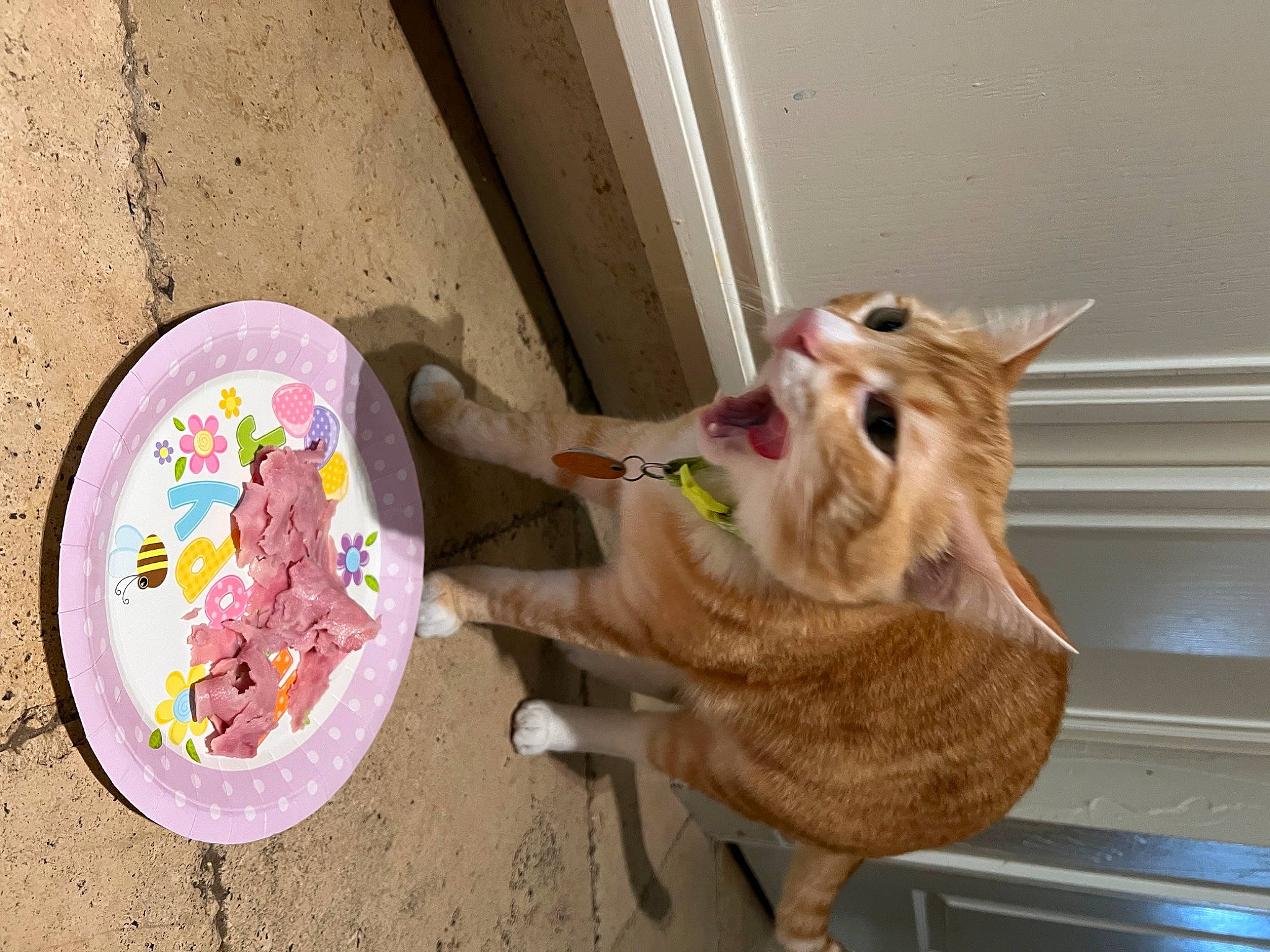 Canelo joined the competition — help win amazing prizes! canidae, carnivore, cat, collar, companion_dog, dog, dog_breed, dog_supply, domestic_short_haired_cat, fawn, felidae, fur, paw, pet_supply, small_to_medium_sized_cats, snout, sporting_group, tail, whiskers, wood