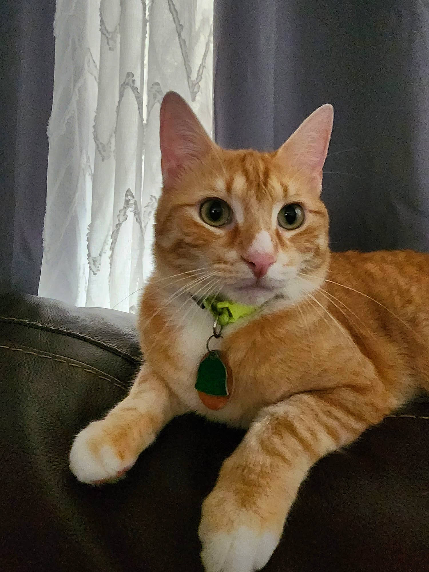Canelo joined the competition — help win amazing prizes! carnivore, cat, claw, collar, comfort, curtain, domestic_short_haired_cat, fawn, felidae, foot, fur, gesture, linens, paw, photo_caption, small_to_medium_sized_cats, snout, tail, whiskers, window_treatment