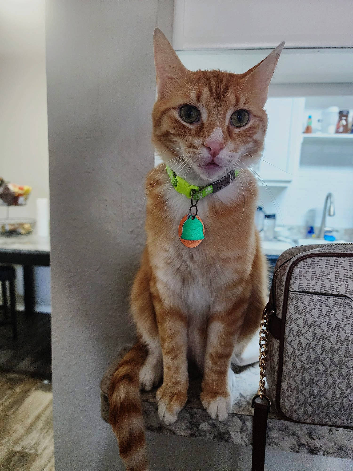Canelo is registered to the contest to win money with this photo: carnivore, cat, claw, collar, comfort, domestic_short_haired_cat, fawn, felidae, flooring, fur, paw, pet_supply, sitting, small_to_medium_sized_cats, snout, tail, whiskers, wood