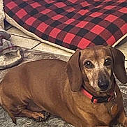 Jax joined the competition — help win amazing prizes! dog, dachshund, pet, brown_coat, collar, collar_tag, bed, checkered_pattern, blanket, rug, tile_floor, indoor, lying_down, small_dog, short_legs, ears, whiskers, looking_at_camera, cozy, home