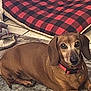 dog, dachshund, pet, brown_coat, collar, collar_tag, bed, checkered_pattern, blanket, rug, tile_floor, indoor, lying_down, small_dog, short_legs, ears, whiskers, looking_at_camera, cozy, home
