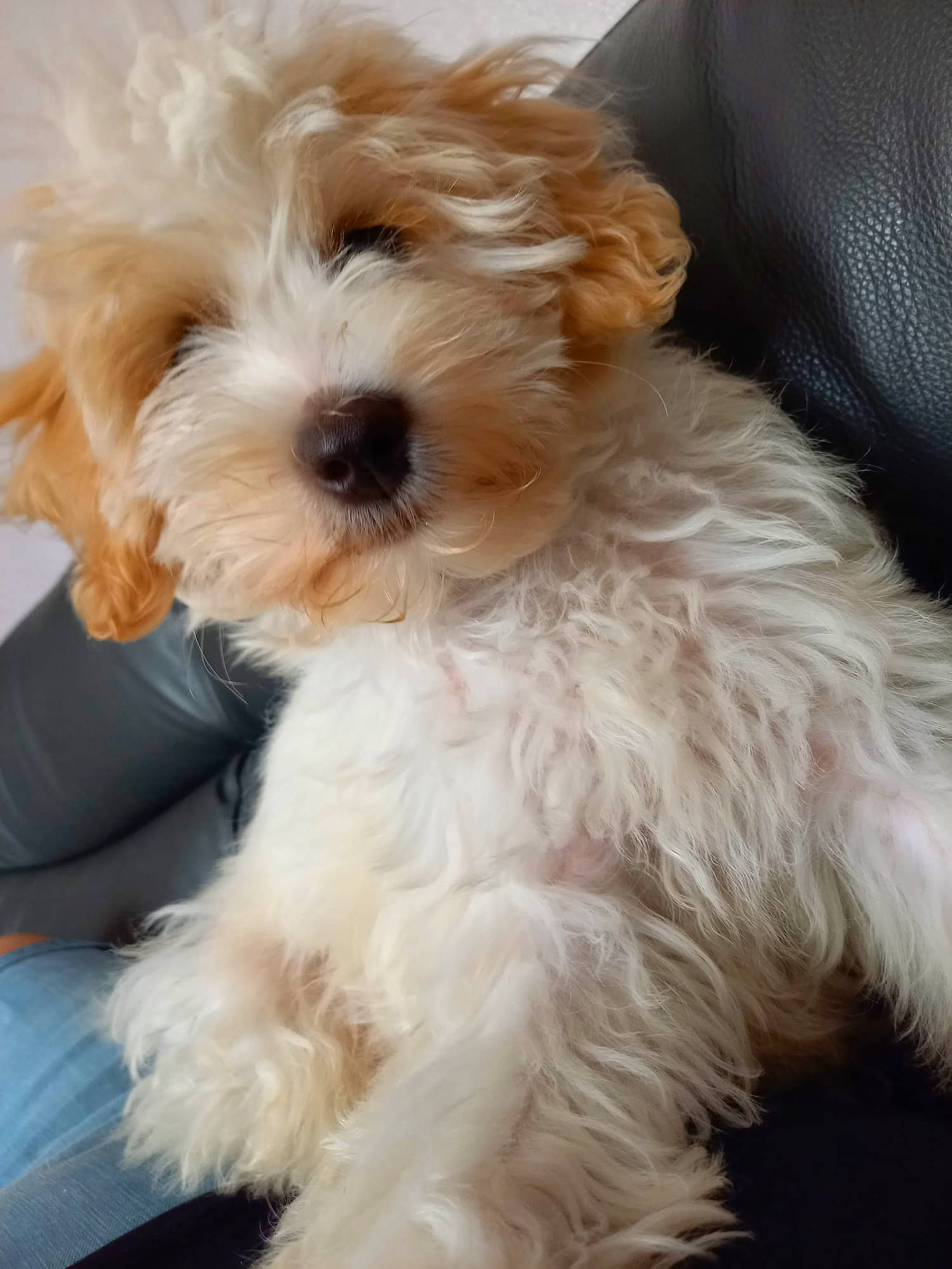 Boris joined the competition — help win amazing prizes! canidae, carnivore, companion_dog, dog, dog_breed, dog_collar, eyewear, fur, glasses, goggles, mal_shi, poodle, puppy_love, shih_poo, small_terrier, terrier, toy_dog, water_dog, working_animal, yorkipoo