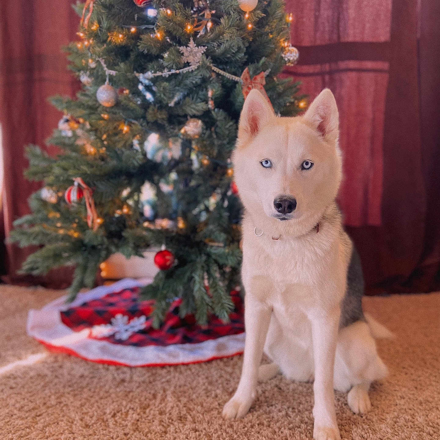 Akira is registered to the contest to win money with this photo: accessories, animal, canine, christmas, christmasdecorations, christmastree, conifer, dog, eskimodog, festival, fir, husky, lighting, pet, plant, pottedplant, puppy, tree, whitedog, wood