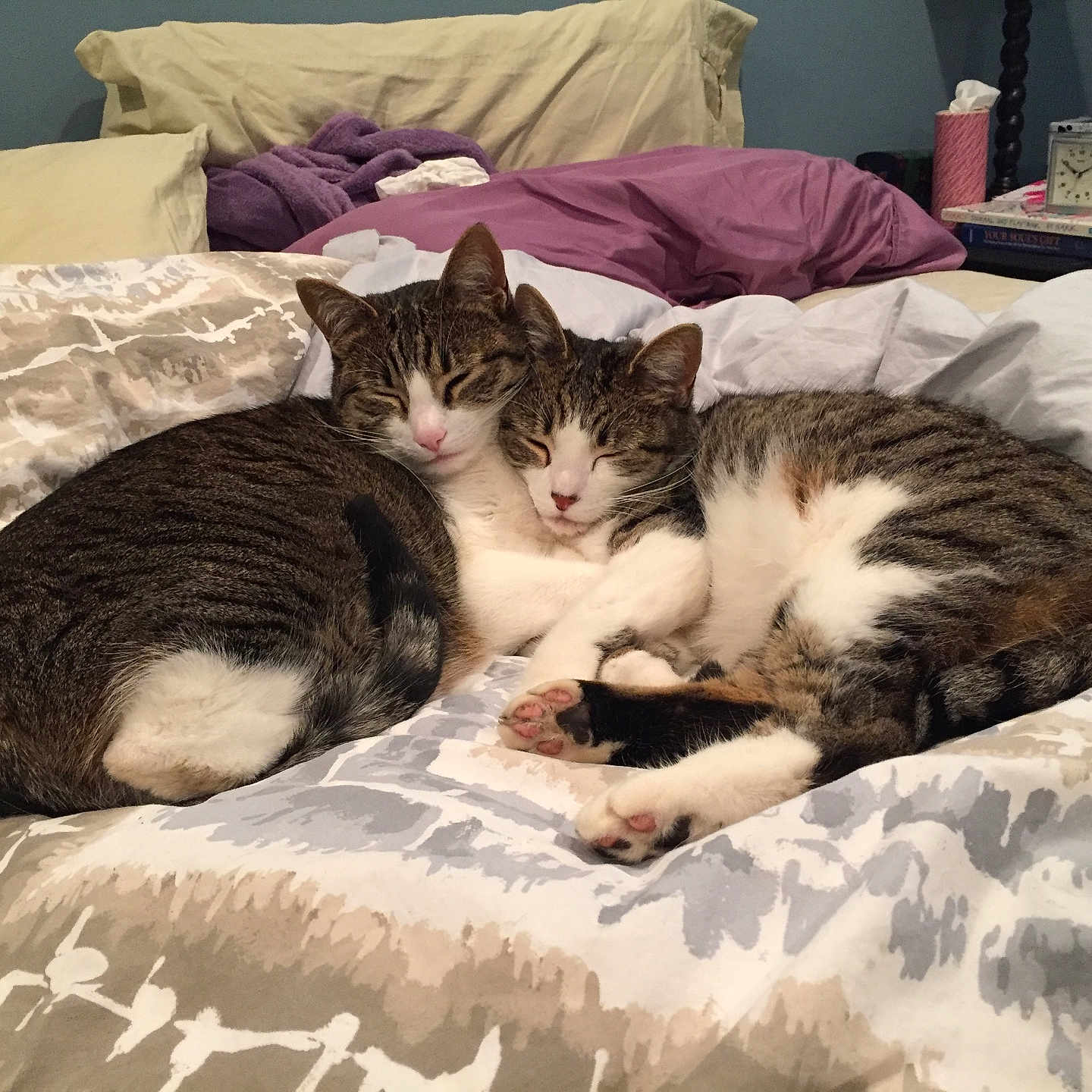 Piper And Alex is registered to the contest to win money with this photo: animal, bed, blanket, cat, companion, cozy, cute, domestic_cat, fur, indoor, pet, pillow, relaxation, resting, sleeping, snuggling, soft, tabby_cat, two_cats, whiskers