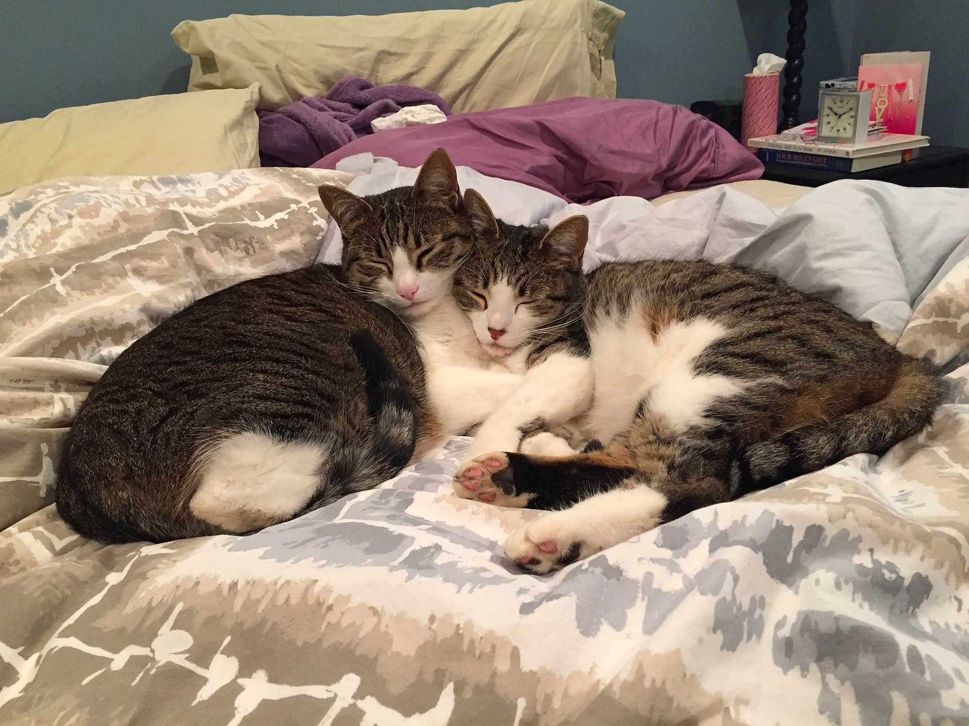 Piper And Alex is registered to the contest to win money with this photo: cat, tabby_cat, bed, blanket, pillow, sleeping, cozy, indoor, pet, fur, animal, cute, resting, snuggling, two_cats, domestic_cat, whiskers, soft, relaxation, companion