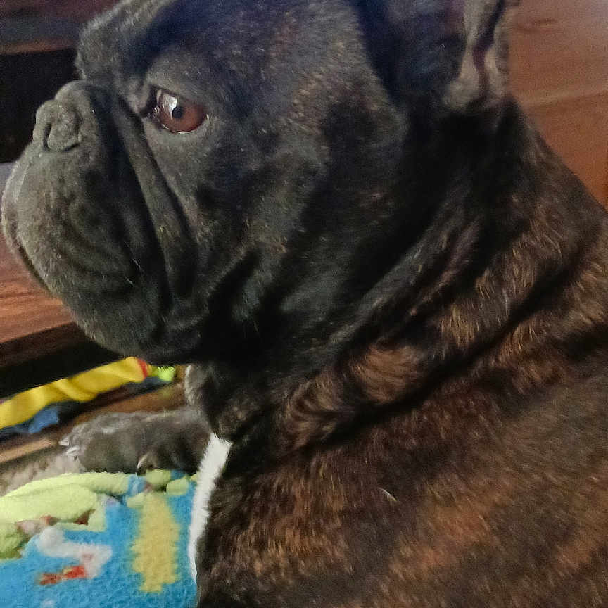 Cedric