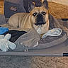 dog, french_bulldog, pet, bed, blanket, toy, indoor, carpet, furniture, resting, animal, canine, looking, ears, face, comfort, home, cozy, raised_bed, attention