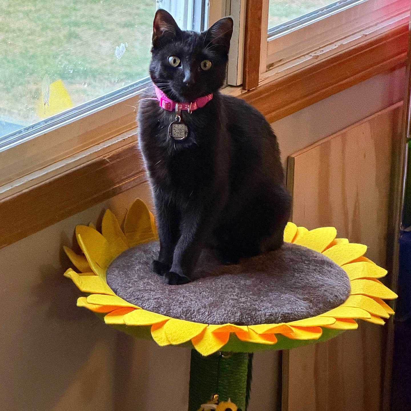 Fuchsia is registered to the contest to win money with this photo: animal, bee_toy, black_cat, cat, cat_perch, collar_tag, cozy, curious, daylight, feline, fur, green, indoor, pet, pink_collar, sitting, sunflower, window, wood_paneling, yellow
