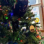 Fuchsia is registered to the contest to win money with this photo: animal, black_cat, cat, christmas, christmas_lights, christmas_tree, colorful_lights, curious_cat, decorations, feline, festive, greenery, holiday, holiday_decor, indoor, ornaments, pet, pine_tree, seasonal, window