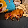 Abby joined the competition — help win amazing prizes! puppy, dog, sleeping, collar, brown_dog, pillow, cartoon, blanket, bed, indoor, cute, pet, resting, fur, animal, cozy, small_dog, adorable, laying, domestic_animal