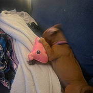 Abby joined the competition — help win amazing prizes! dog, puppy, toy, plush, couch, blanket, indoor, brown, pet, playing, cozy, furniture, collar, fabric, home, comfort, small_dog, animal, blur, light