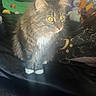 Nova is registered to the contest to win money with this photo: cat, tabby, yellow_eyes, fluffy, pet, indoor, bed, pillow, toys, colorful, feline, whiskers, ears, curious, sitting, fur, cozy, home, animal, domestic