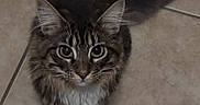 Nova is registered to the contest to win money with this photo: alert, animal, cat, curious, cute, domestic, ears, feline, floor, fluffy, indoor, looking_up, mammal, pet, tabby, tail, tile, whiskers, white_paw, young_cat