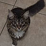Nova is registered to the contest to win money with this photo: cat, tabby, fluffy, pet, animal, floor, tile, whiskers, ears, tail, curious, looking_up, white_paw, indoor, cute, feline, mammal, domestic, young_cat, alert