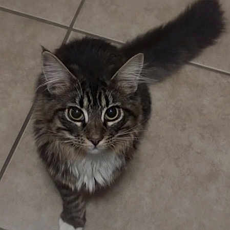 Nova