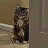 cat, tabby_cat, fluffy_fur, white_paws, peeking, door, doorway, tile_floor, indoor, curious, pet, animal, feline, whiskers, ears, wall, home_interior, quiet, watchful, cute