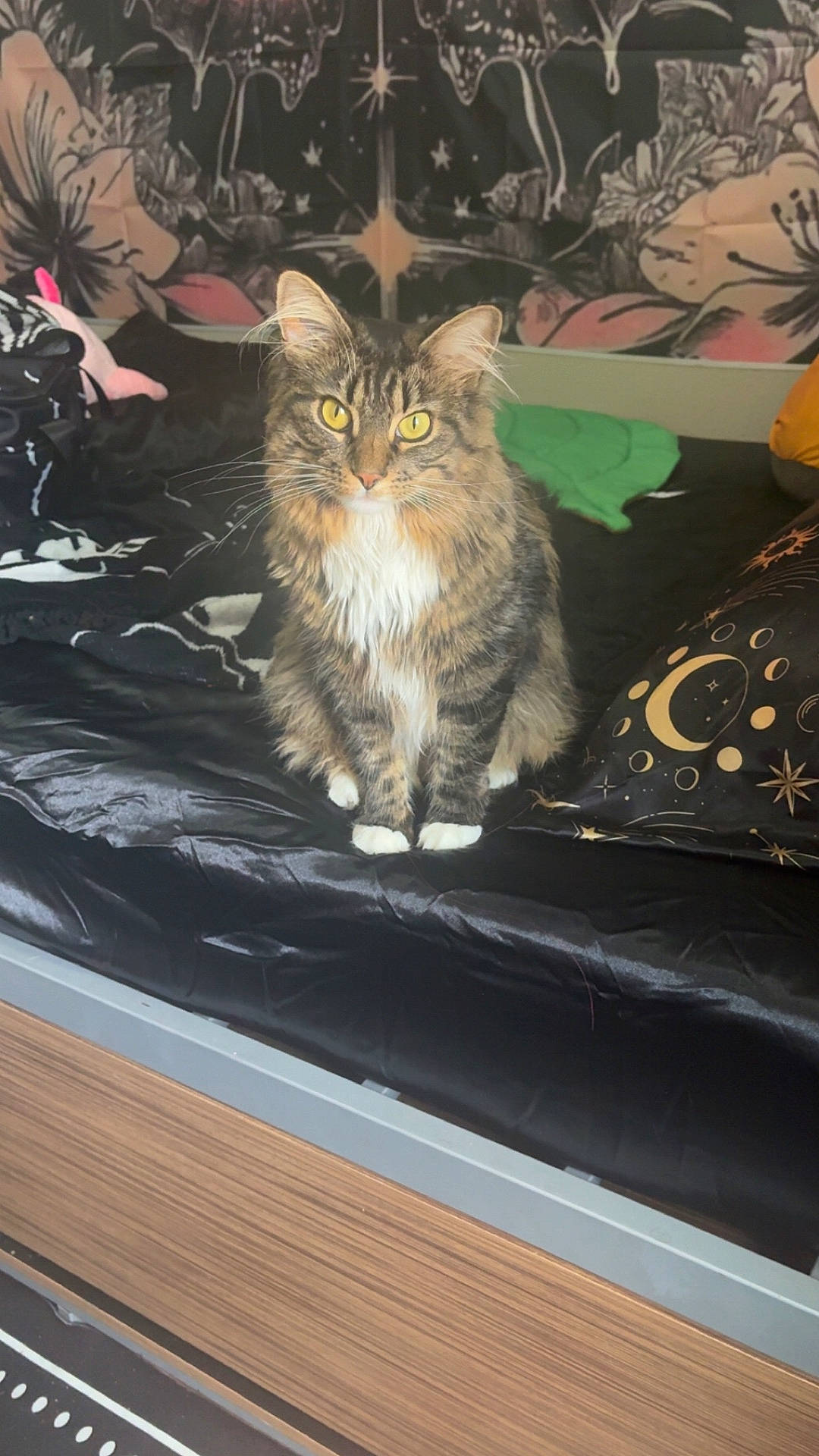 Nova joined the competition — help win amazing prizes! animal, bed, bedspread, black, cat, celestial_pattern, cozy, decor, feline, fluffy, fur, home, indoor, pet, pillow, sitting, tabby, tapestry, whiskers, yellow_eyes