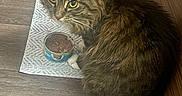 Nova is registered to the contest to win money with this photo: cat, tabby, pet_bed, cat_food, food_can, floor, mat, wood_floor, indoor, feline, curious, fur, whiskers, ears, looking_up, household, cozy, domestic, brown, black