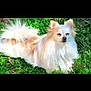 dog, grass, outdoor, pet, fluffy, light, sunlight, animal, nature, canine, fur, relaxed, laying_down, mammal, small_dog, long_hair, greenery, daylight, cute, calm