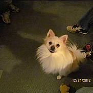 Jake is registered to the contest to win money with this photo: animal, canine, carpet, cute, dog, domestic, floor, fluffy, footwear, friendly, fur, indoor, looking_up, pet, small_dog, smiling, sneakers, timestamp, toy, white_dog