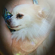 Jake joined the competition — help win amazing prizes! dog, white_dog, fluffy, pet, animal, close_up, person, arms, holding, cuddle, portrait, soft_light, flare, calm, domestic_animal, companionship, furry, face, profile, indoor